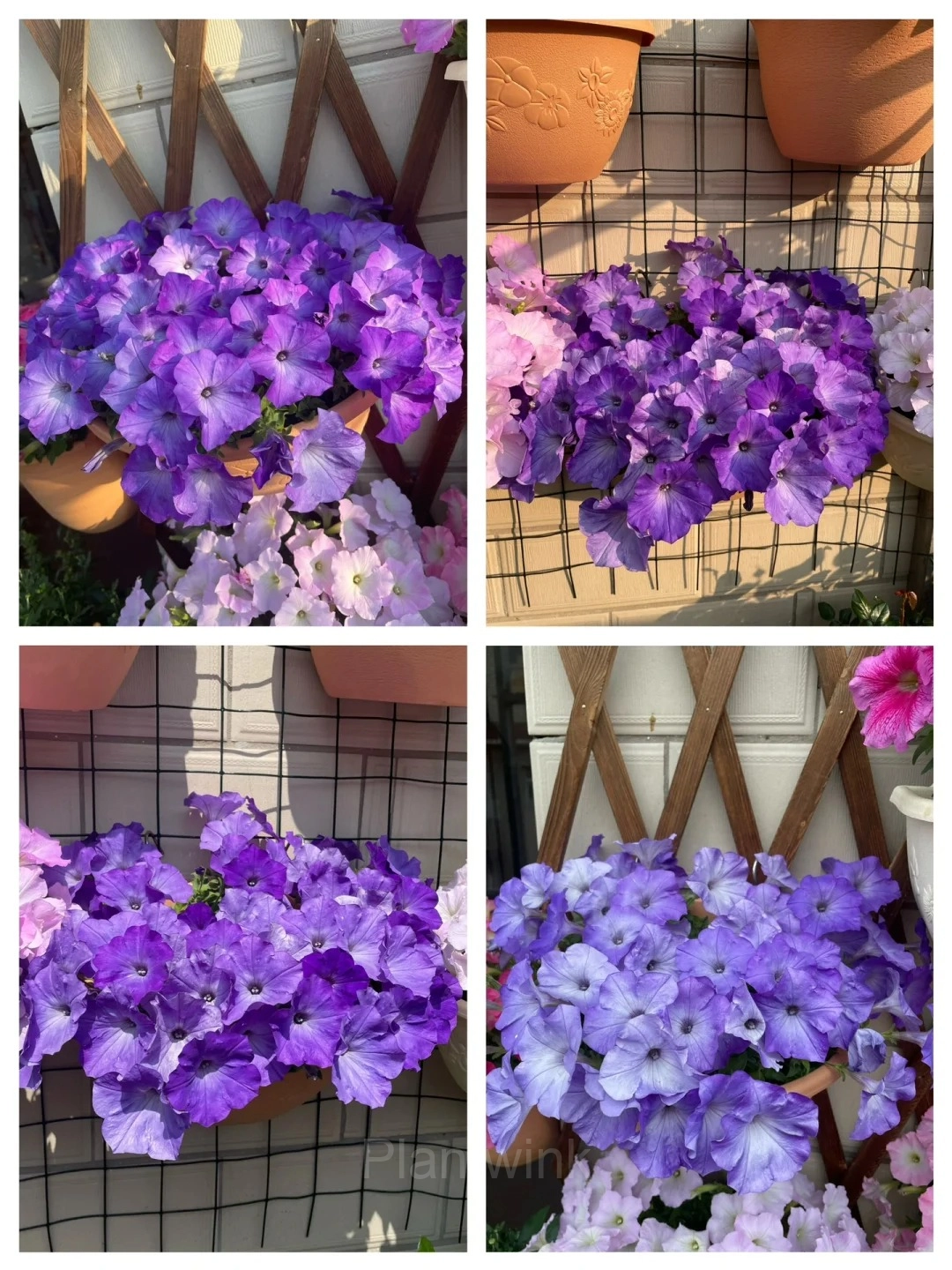 The Latest Petunia Varieties In 2024 - View 10