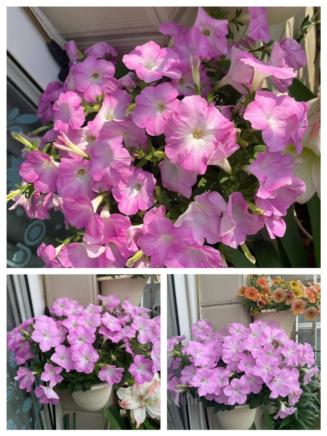 The Latest Petunia Varieties In 2024 - View 11