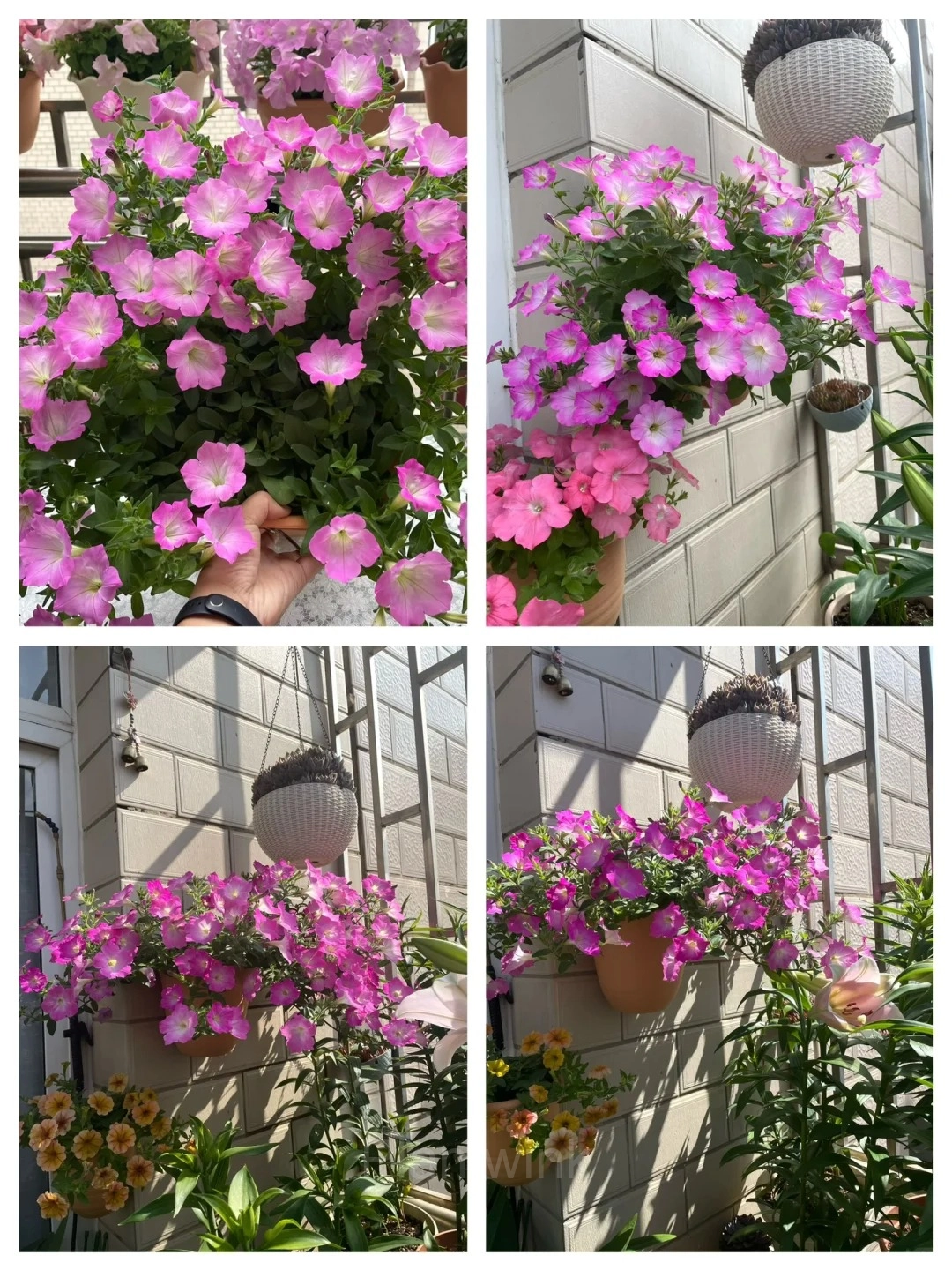 The Latest Petunia Varieties In 2024 - View 12