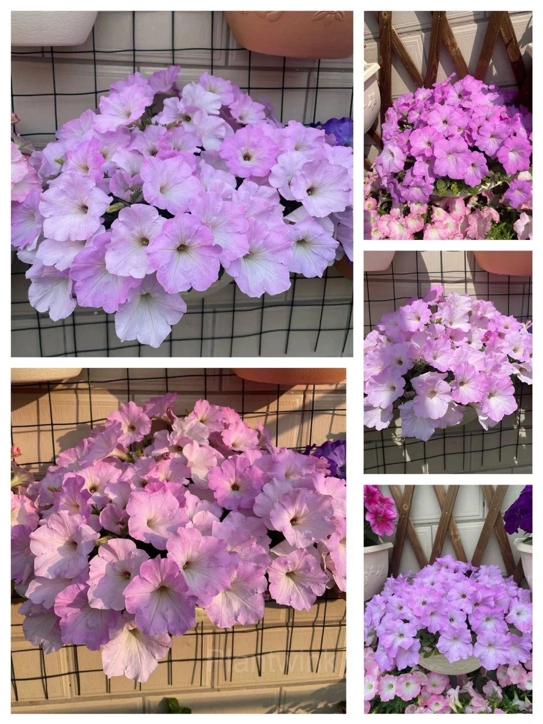 The Latest Petunia Varieties In 2024 - View 13