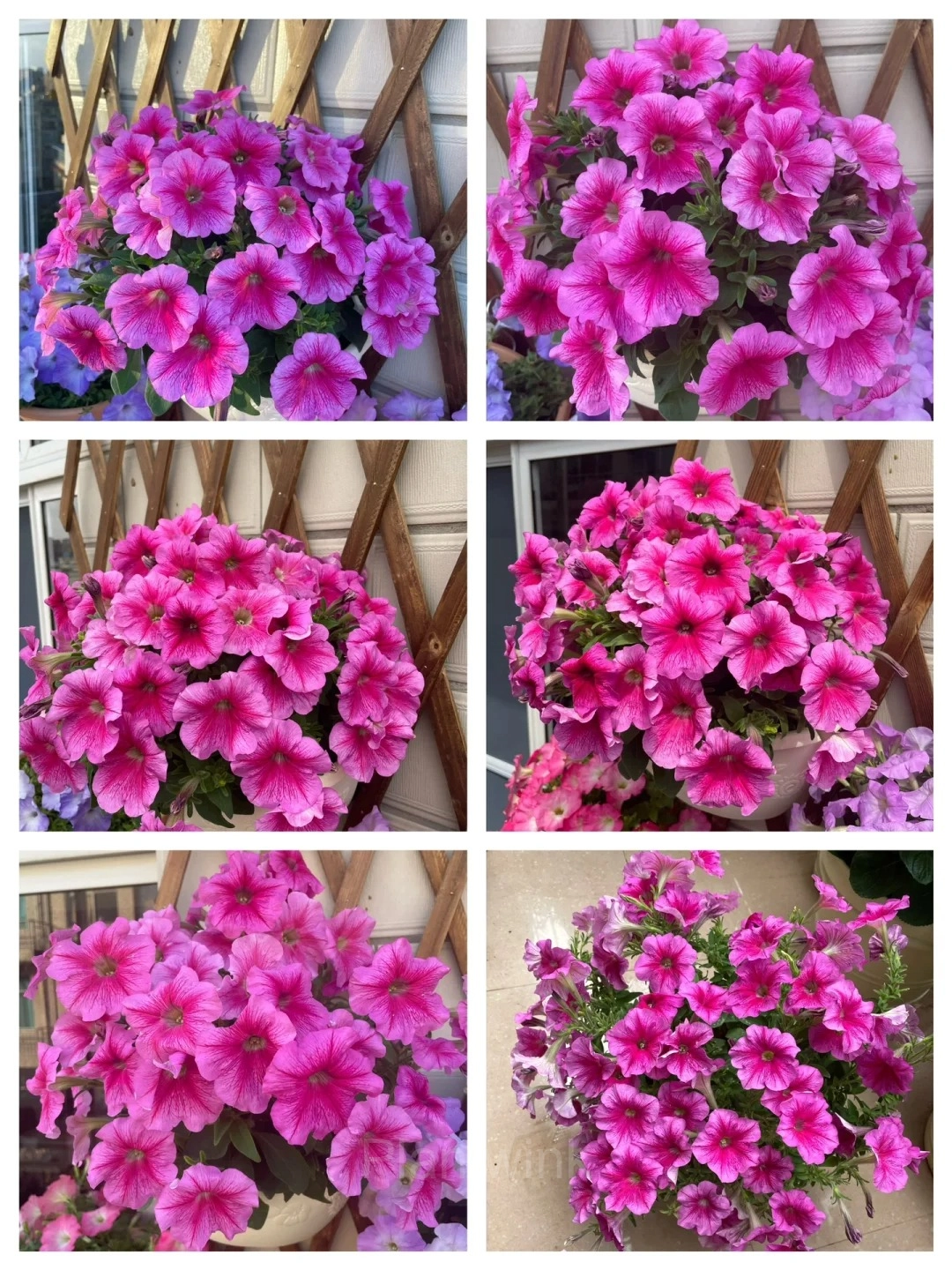 The Latest Petunia Varieties In 2024 - View 14