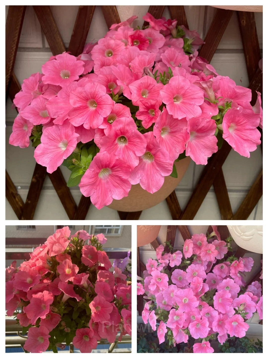 The Latest Petunia Varieties In 2024 - View 15
