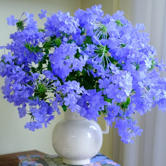 Plumbago—Sky Flower - Main