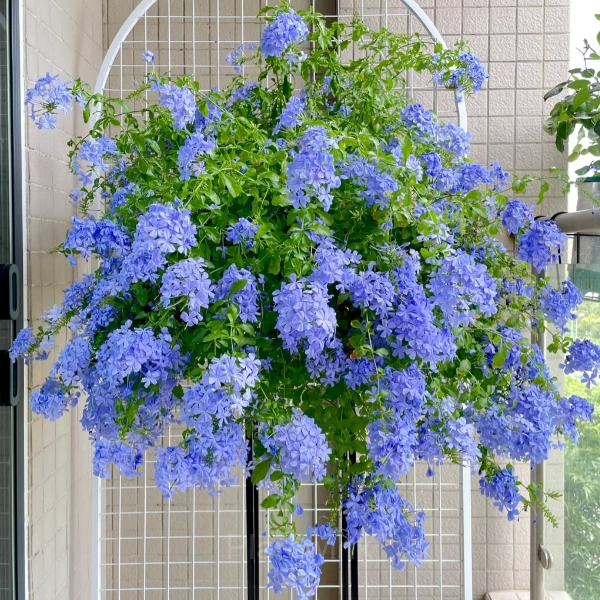 Plumbago—Sky Flower - View 4