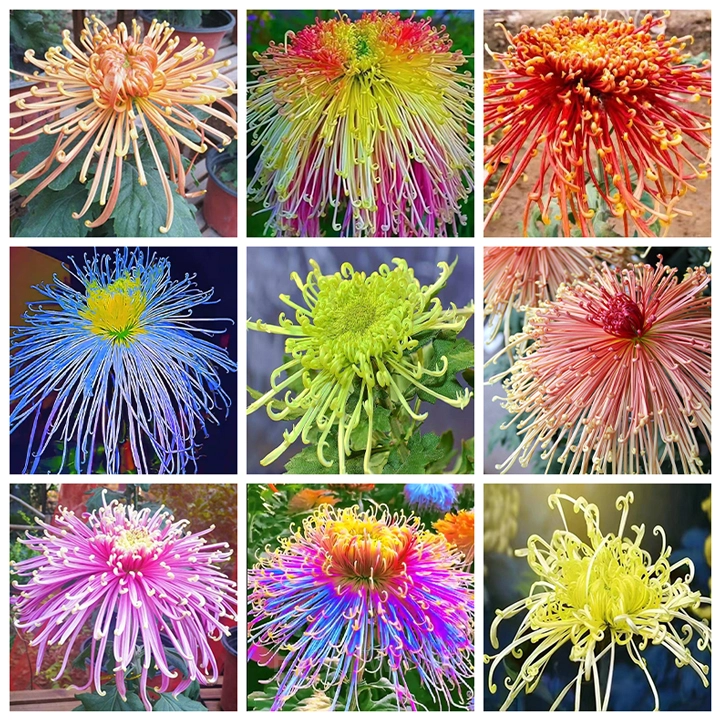 Rare Chrysanthemum Seeds - View 7