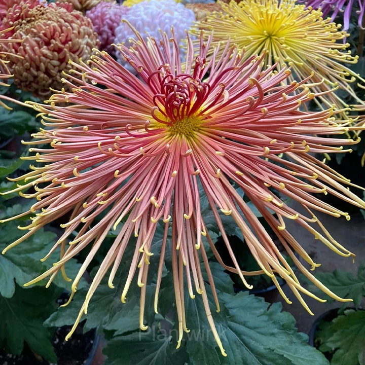 Rare Chrysanthemum Seeds - View 8