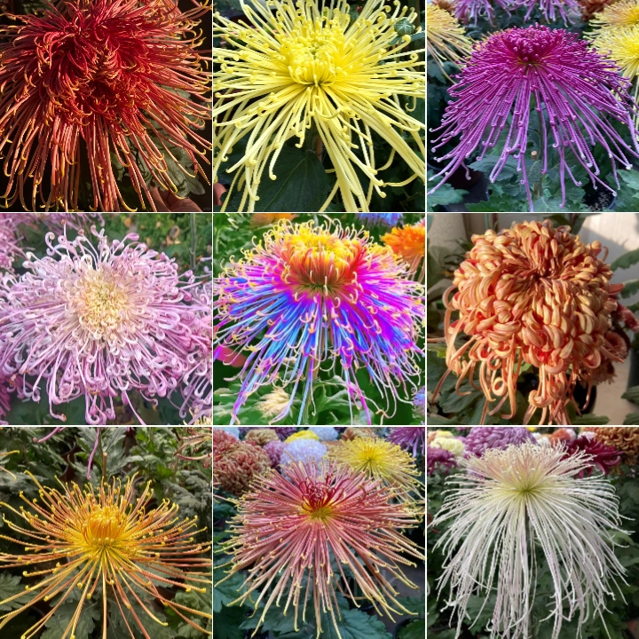Rare Chrysanthemum Seeds - Main
