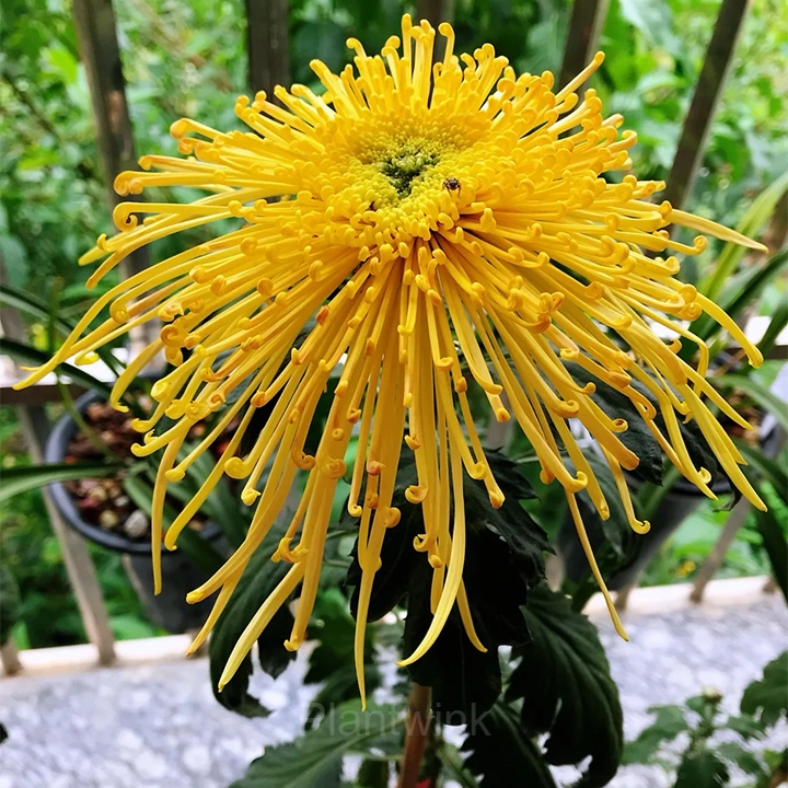 Rare Chrysanthemum Seeds - View 10