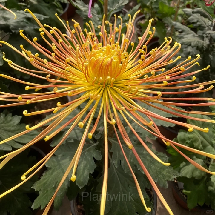 Rare Chrysanthemum Seeds - View 11
