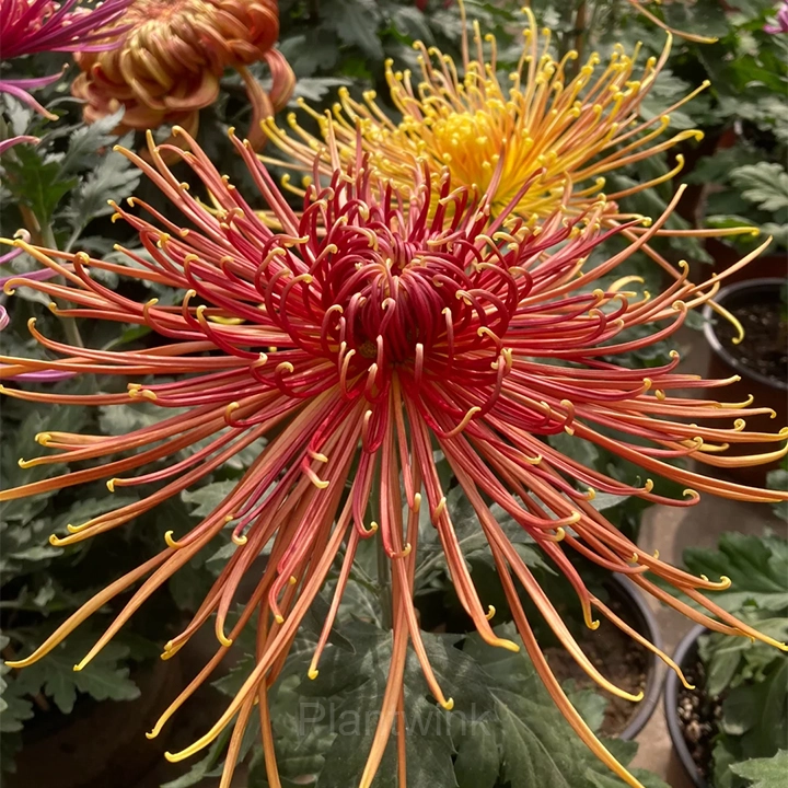 Rare Chrysanthemum Seeds - View 12