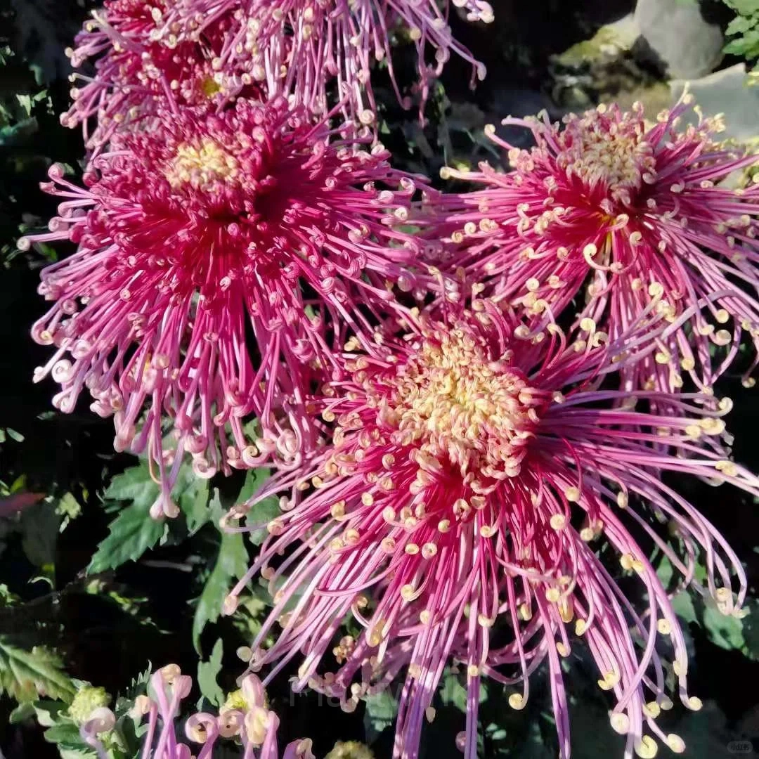 Rare Chrysanthemum Seeds - View 13
