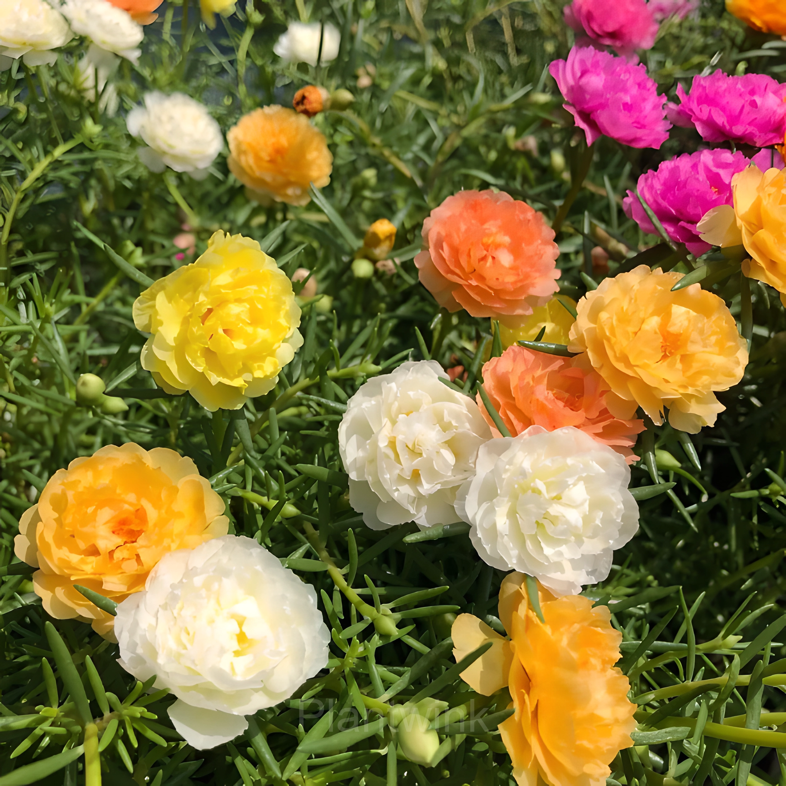 Moss Rose—Immortal Flower - Alt