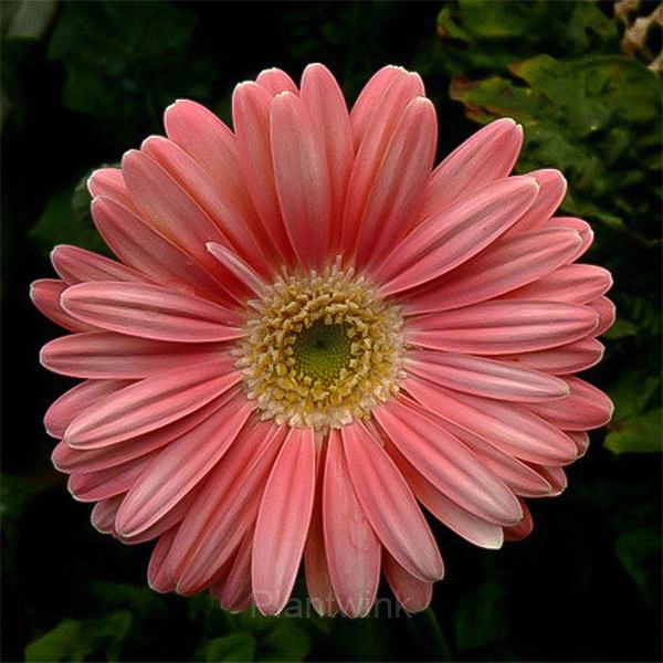 Peach Pink Gerbera Flower Seeds, Sunflower - Main