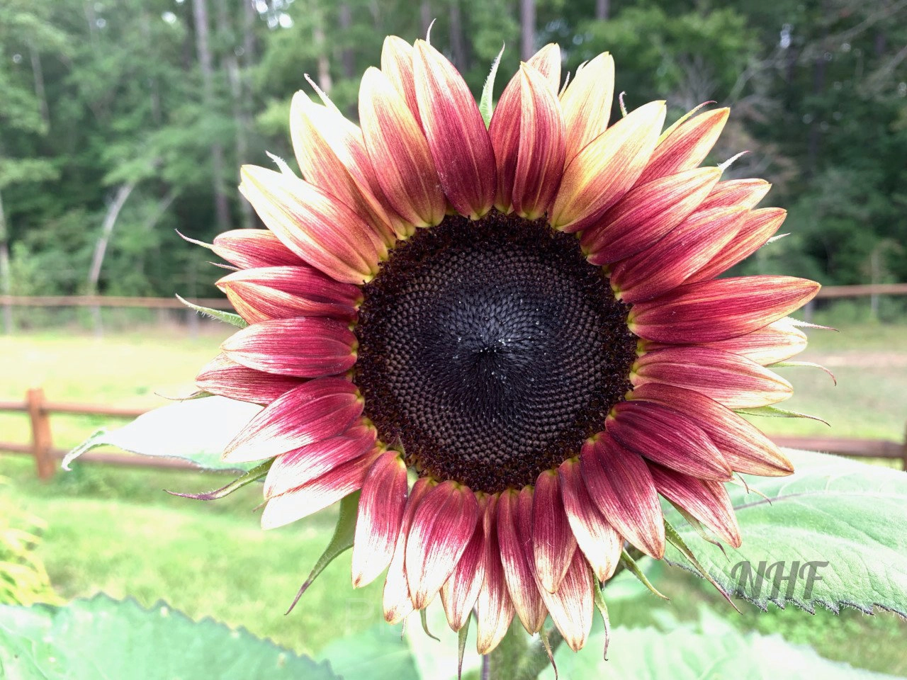 100 Pcs Strawberry Blonde Hybrid Sunflower Seeds - Main