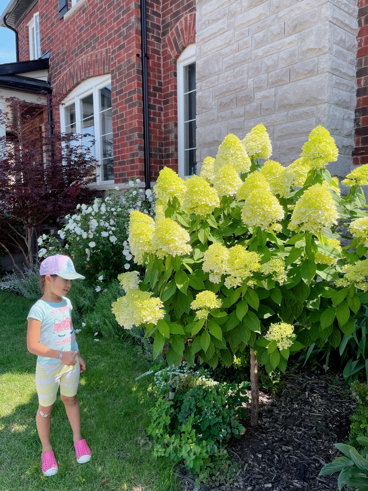 Ice Cream Hydrangea Seeds - Alt