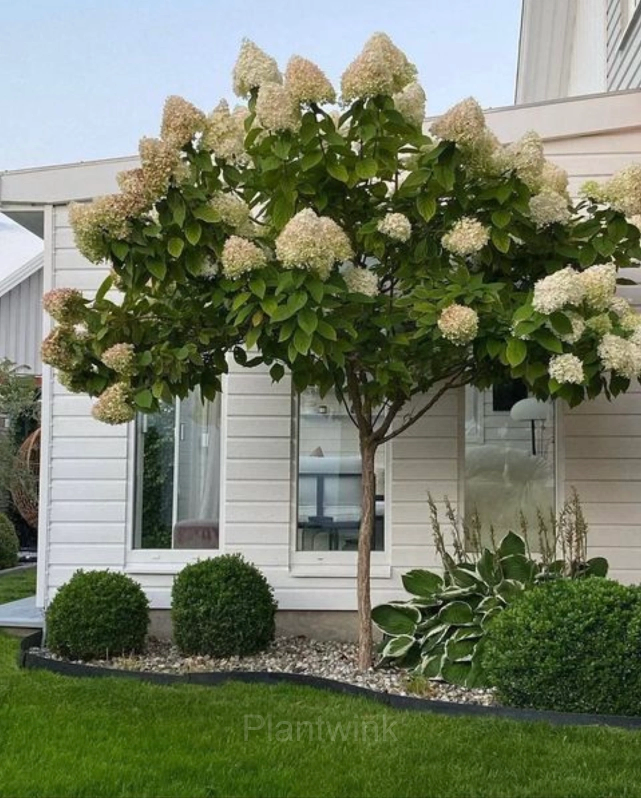Ice Cream Hydrangea Seeds - View 3