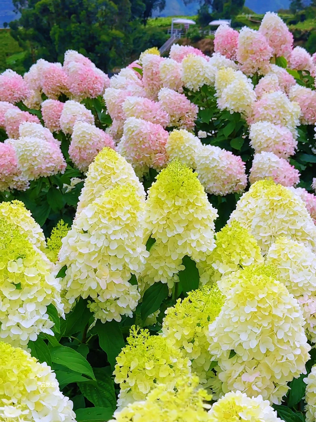 Ice Cream Hydrangea Seeds - View 9