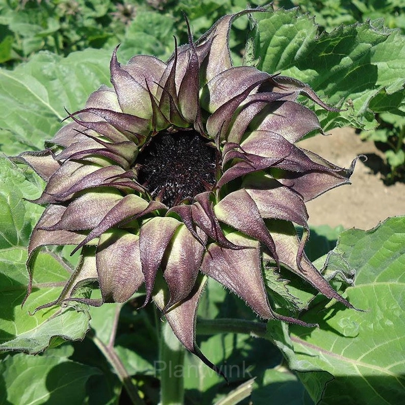 Unique Purple Sunflower Seeds 50 Per Pack - Main
