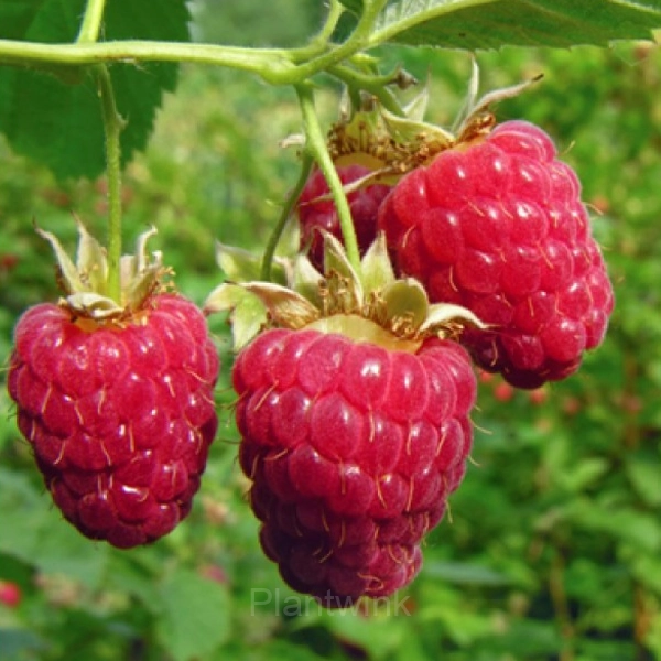 Everbearing Raspberry Organic Natural Seeds - Main