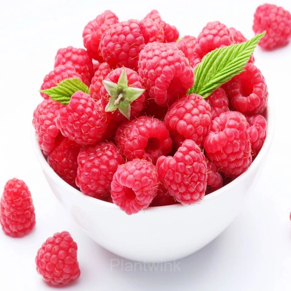 Everbearing Raspberry Organic Natural Seeds - View 2