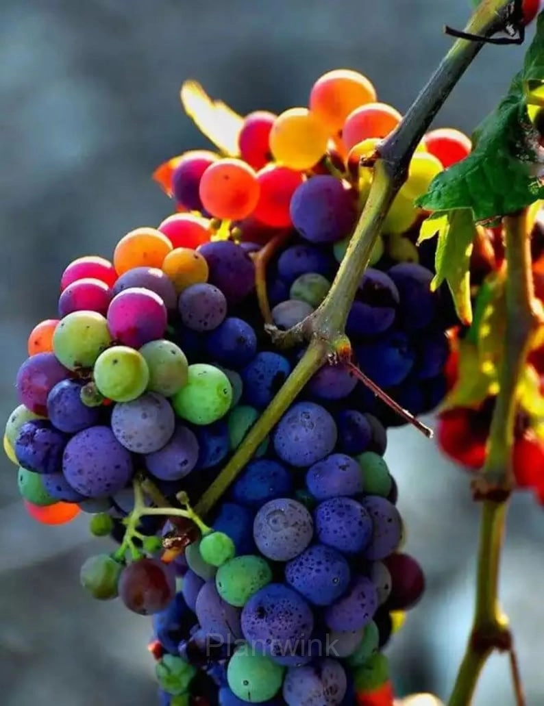 New Rare Rainbow Hybrid Grape Organic - View 5