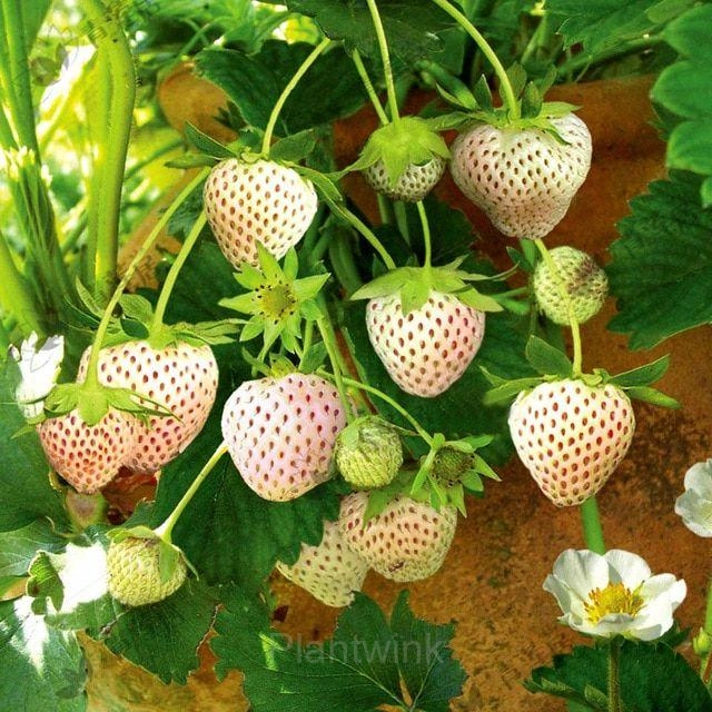 200 Rare Milk Strawberry Seeds - View 3