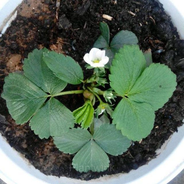 200 Rare Milk Strawberry Seeds - View 4