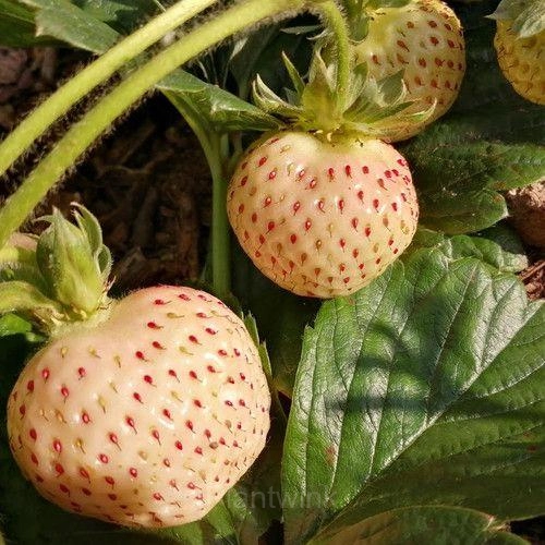 200 Rare Milk Strawberry Seeds - View 5