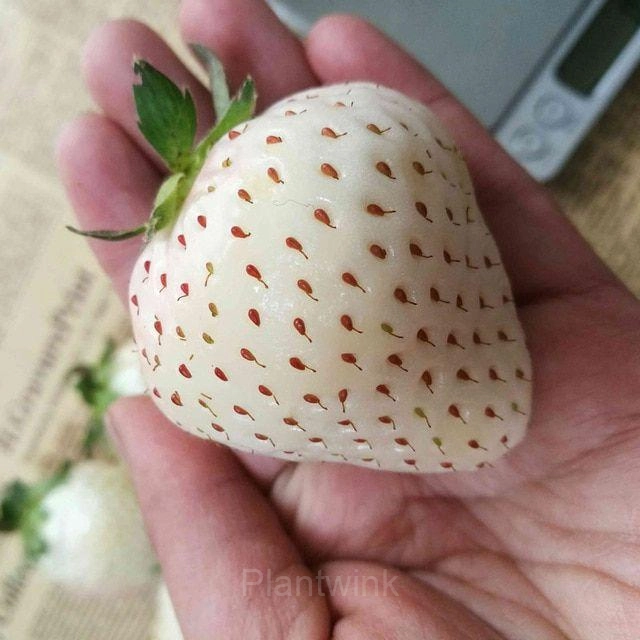 200 Rare Milk Strawberry Seeds - View 6