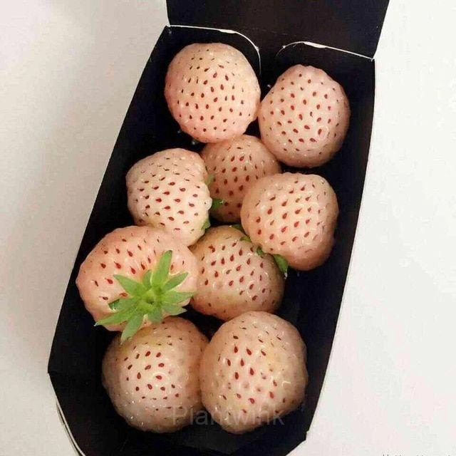 200 Rare Milk Strawberry Seeds - View 7