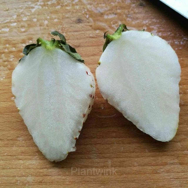 200 Rare Milk Strawberry Seeds - View 8