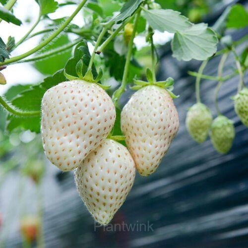 200 Rare Milk Strawberry Seeds - View 9