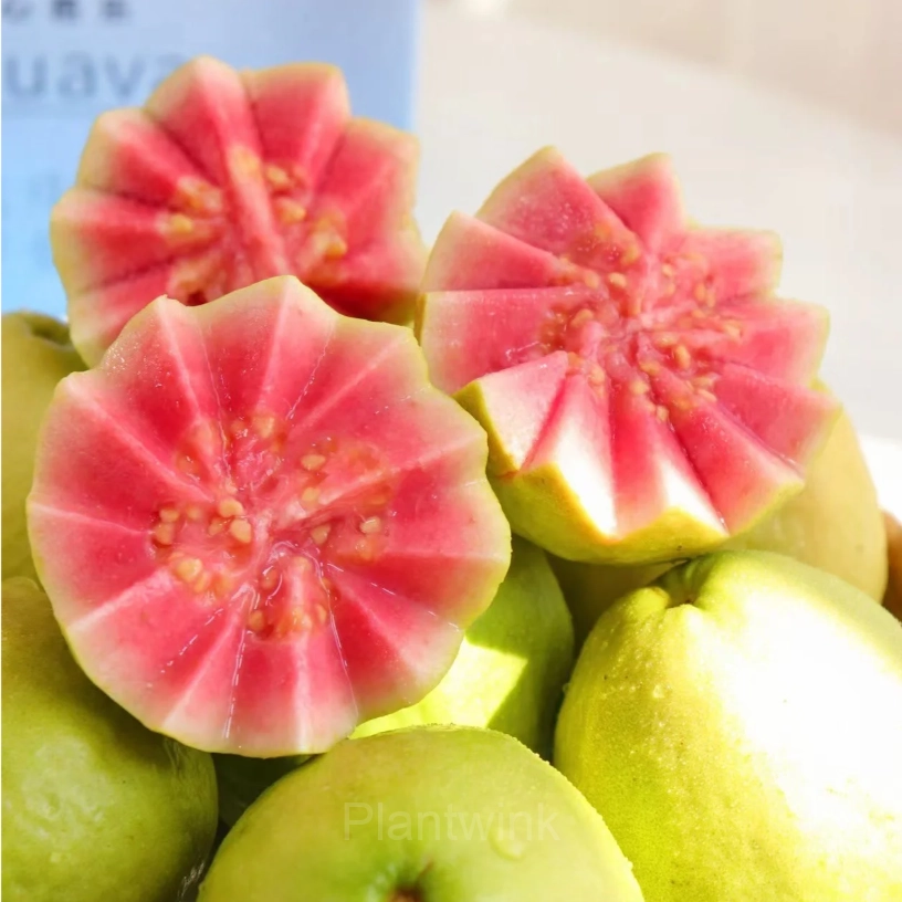 50 Tropical Strawberry Guava Organic Pink Guava Seeds - View 3