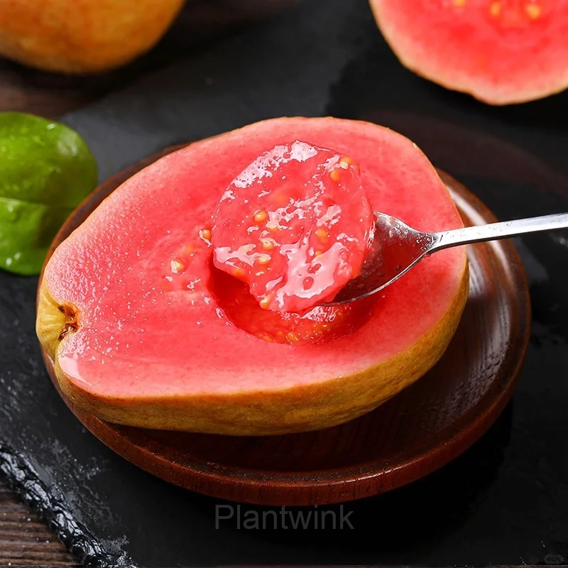 50 Tropical Strawberry Guava Organic Pink Guava Seeds - Main