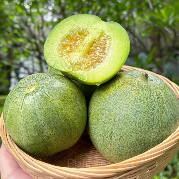 Emerald No. 2 Sweet Melon - Alt