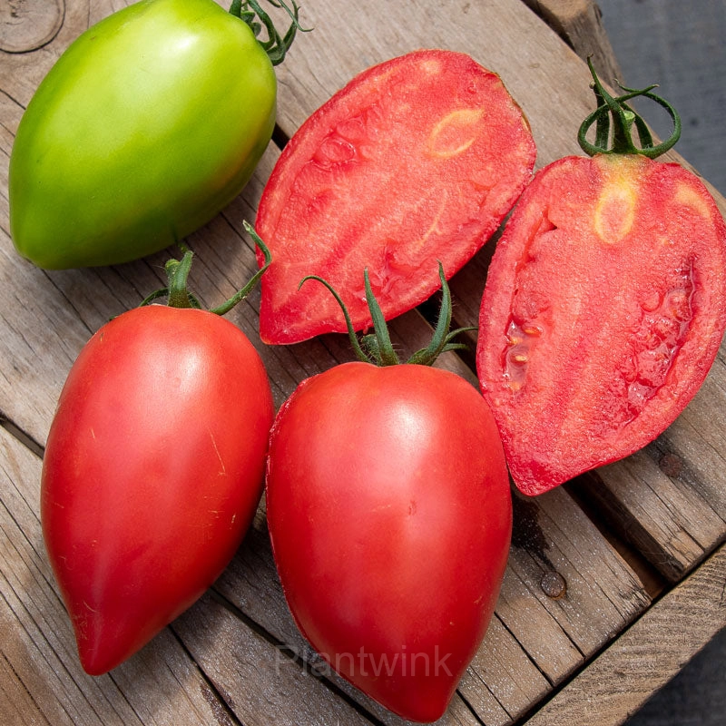 100 Mango Honey Tomato Seeds - Alt