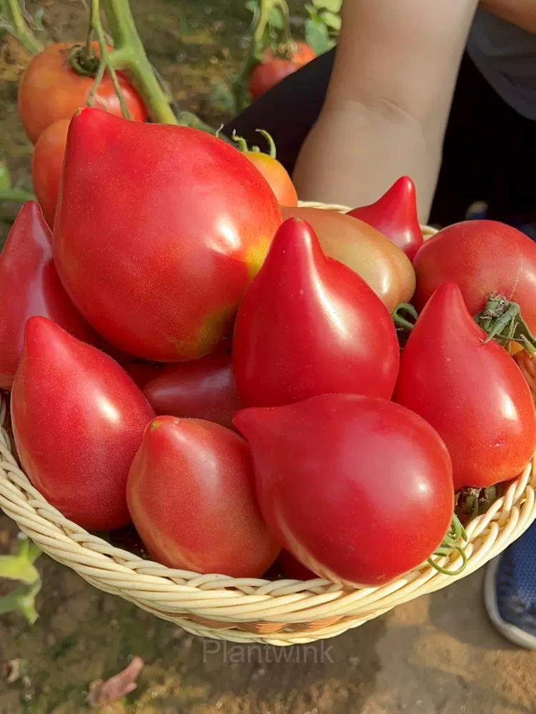 100 Mango Honey Tomato Seeds - View 6