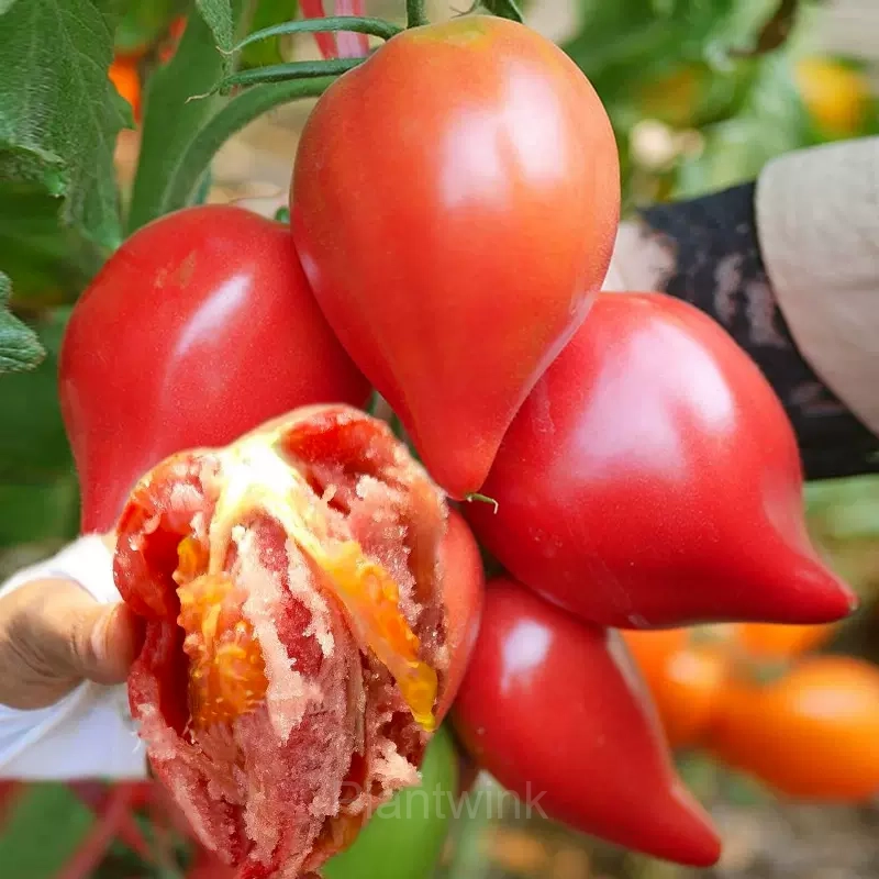 100 Mango Honey Tomato Seeds - Main