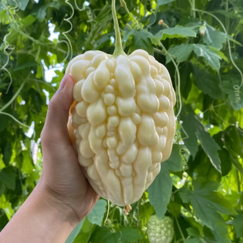 60 Apple Bitter Melon Seeds - Alt