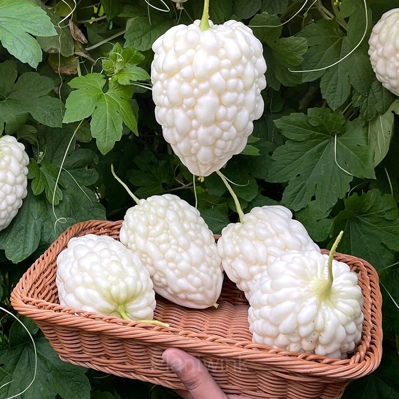 60 Apple Bitter Melon Seeds - Main