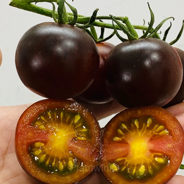 150 Rare Black Tomato Seeds - Alt