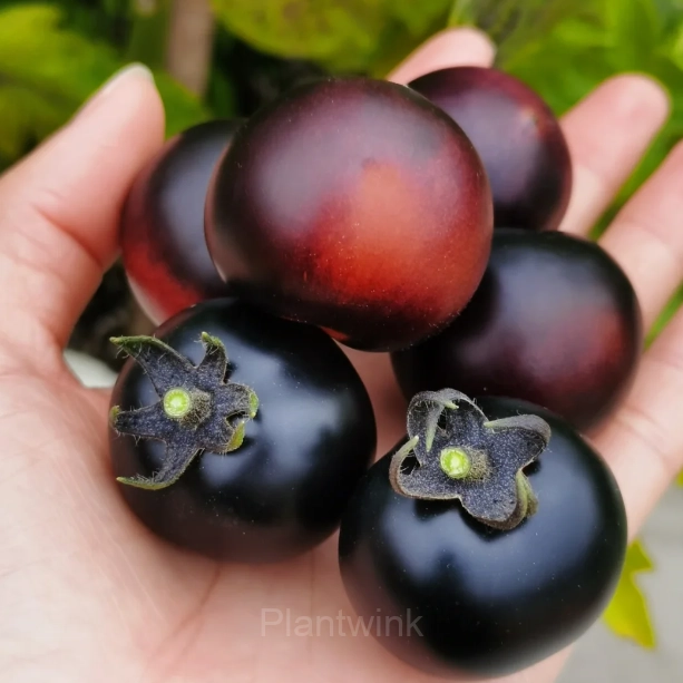150 Rare Black Tomato Seeds - Main