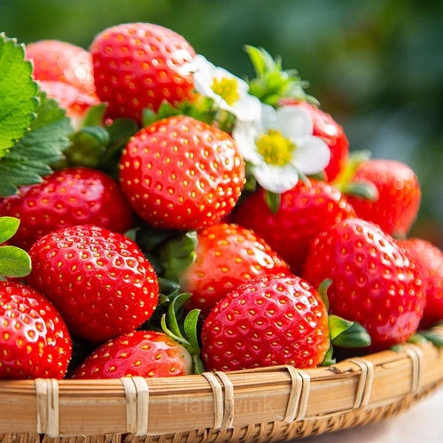 Four Seasons Cream Strawberry Seeds—Year-Round Harvest - Main