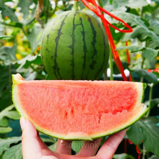 50 Lazy Seedless Watermelon Seeds - Main