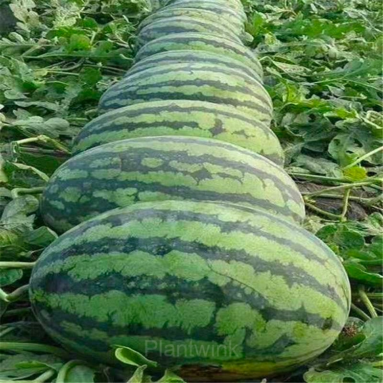 50 Lazy Seedless Watermelon Seeds - View 4