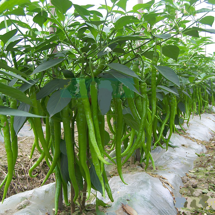long green pepper - View 2