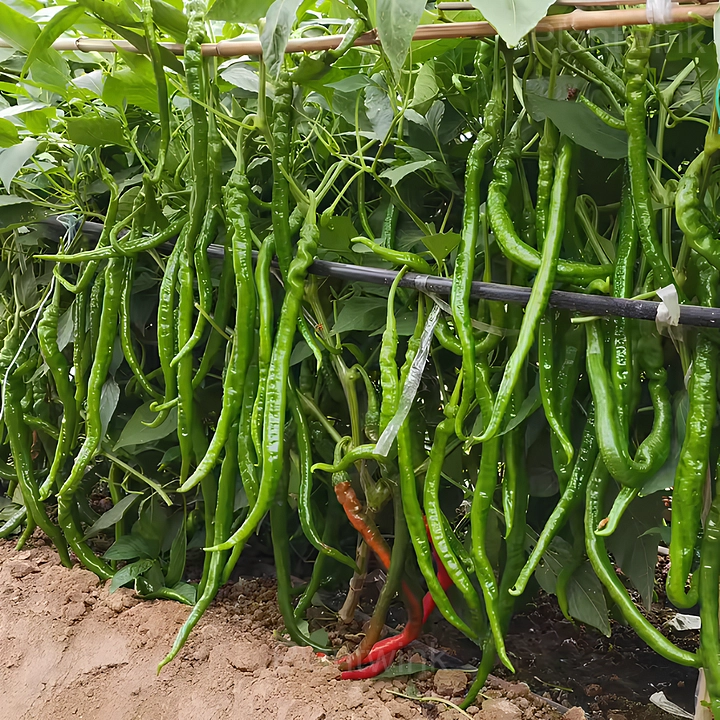 long green pepper - Main