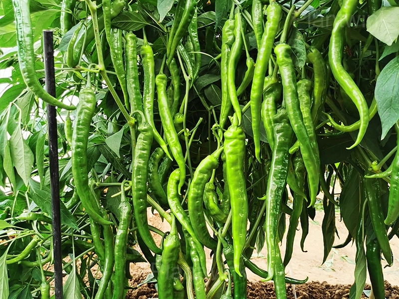 long green pepper - View 3