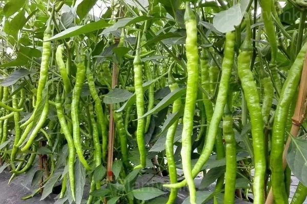 long green pepper - View 8