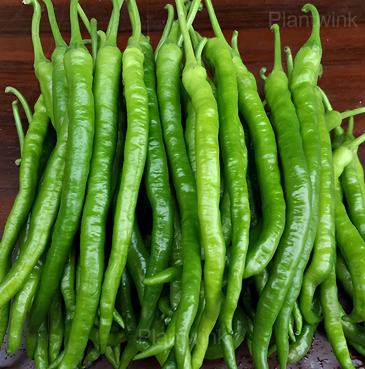 long green pepper - View 5